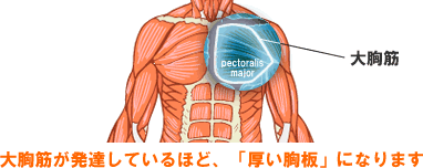 大胸筋が発達しているほど、「厚い胸板」になります