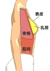 人体と胸の構造