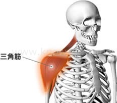 肩の筋肉の構造