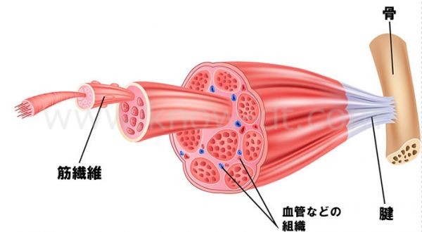 筋肉と周辺組織の構造