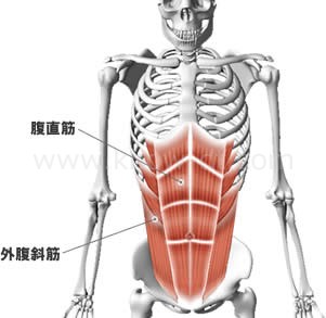腹筋（腹直筋・外腹斜筋）の構造