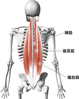 脊柱起立筋　棘筋・最長筋・腸肋筋