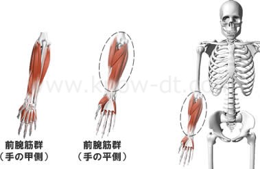 前腕筋の構造