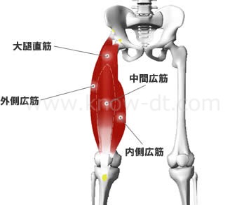 大腿四頭筋の構造