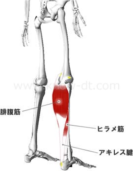 下腿三頭筋の構造